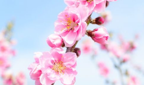 青空の背景,桃の花,ピンク色